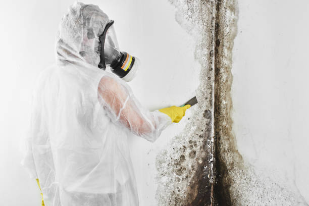 Best Post-Flood Mold Remediation in Upland, IN