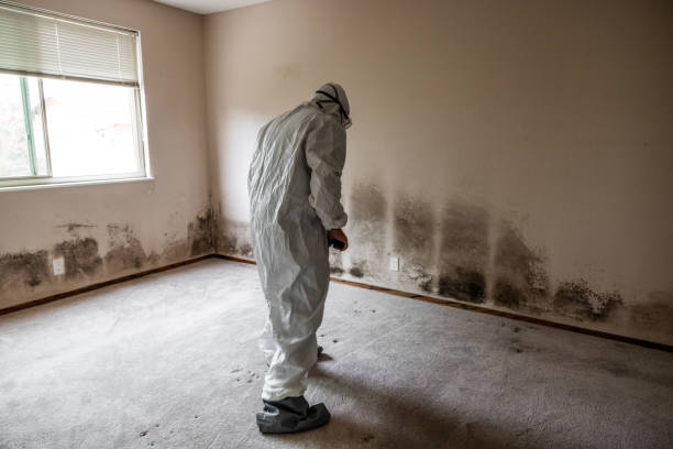 Professional Mold Remediation in Upland, IN